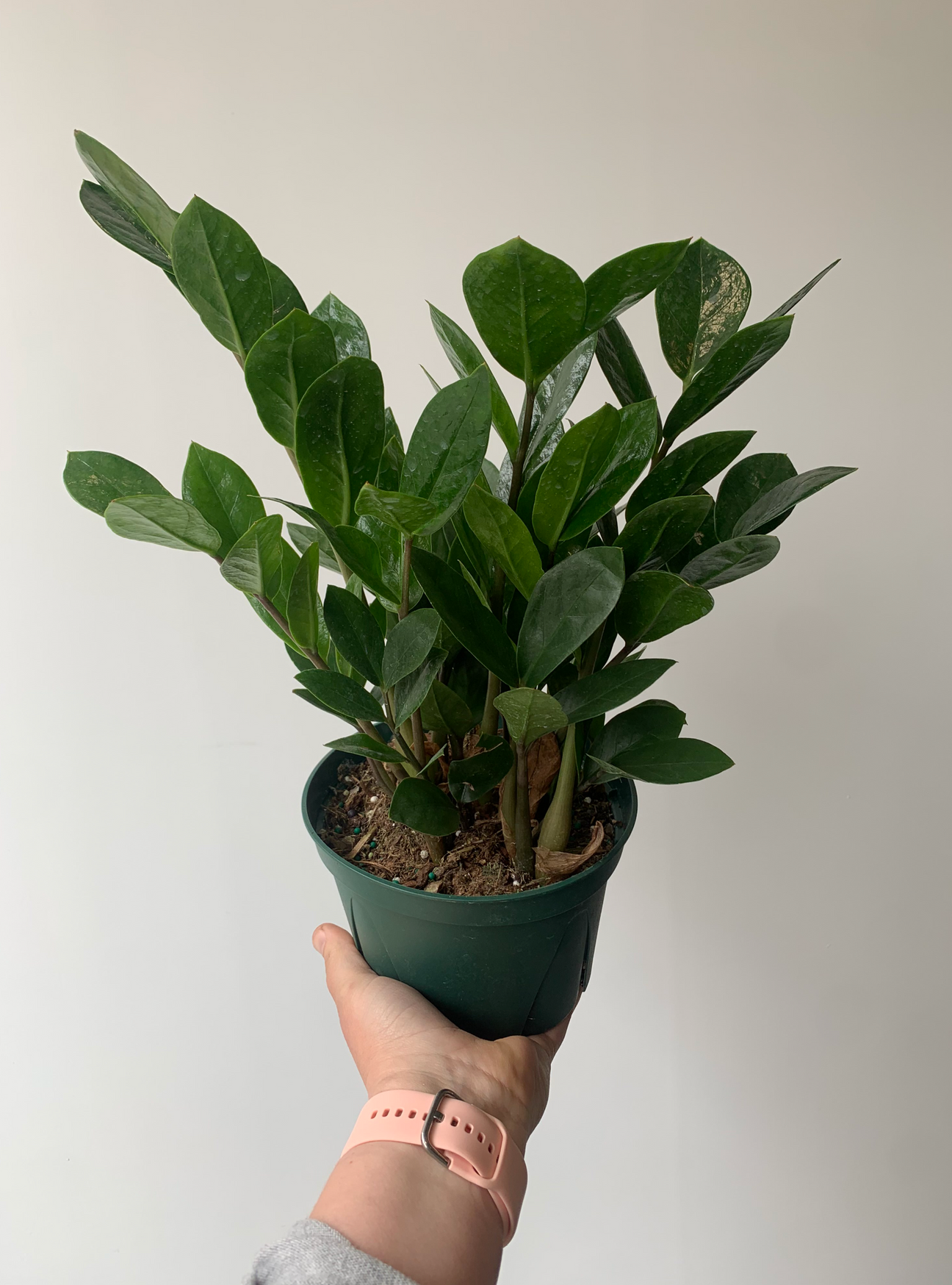 Plantes