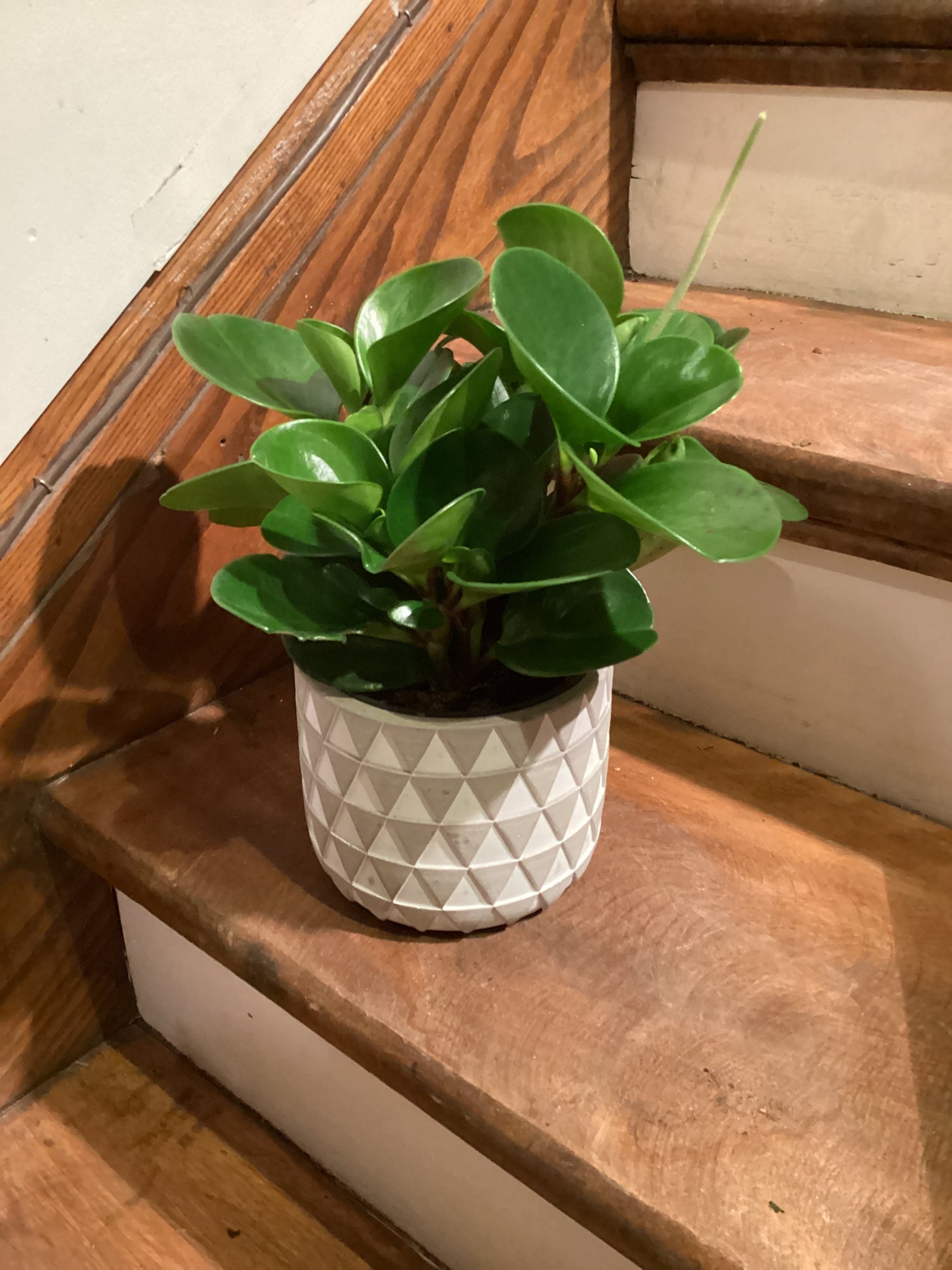 Plante verte mixte dans cache pot