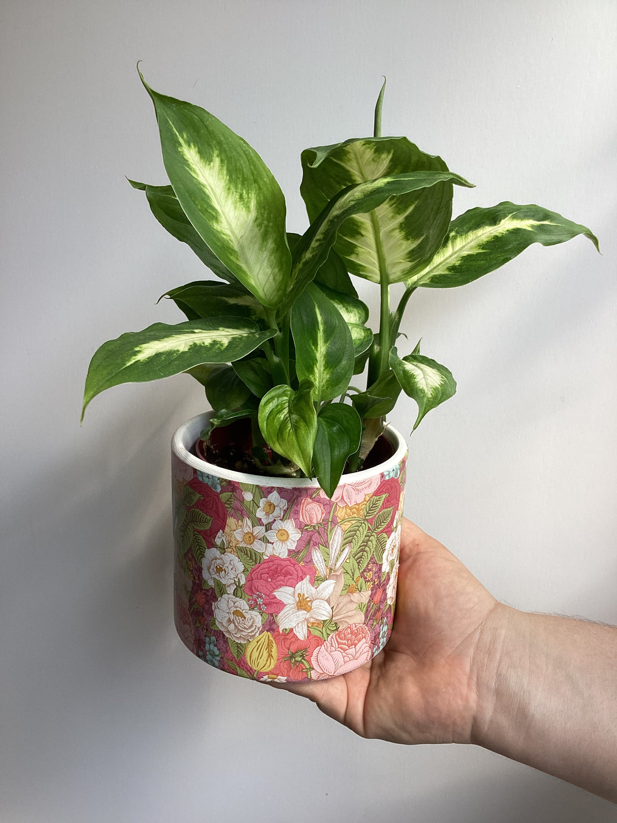 Plante et cache-pot