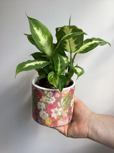 Plante et cache-pot