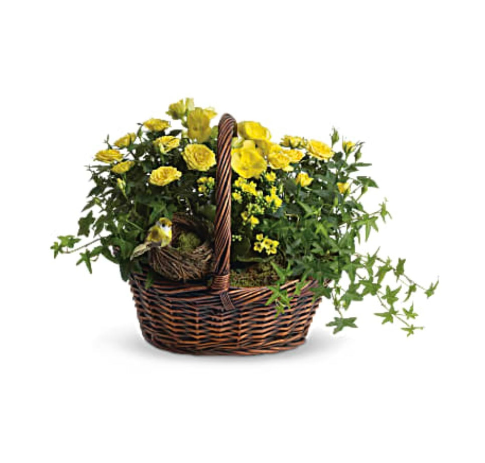 Jardin de plantes Jardin printemps Rita Fleuriste StHyacinthe