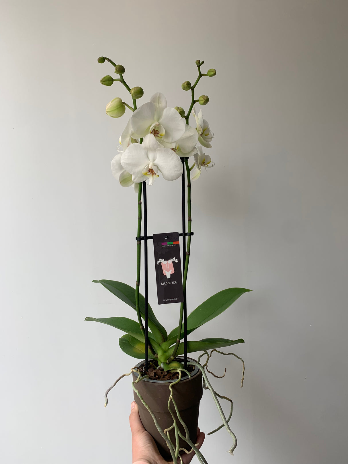 Plante - Orchidées