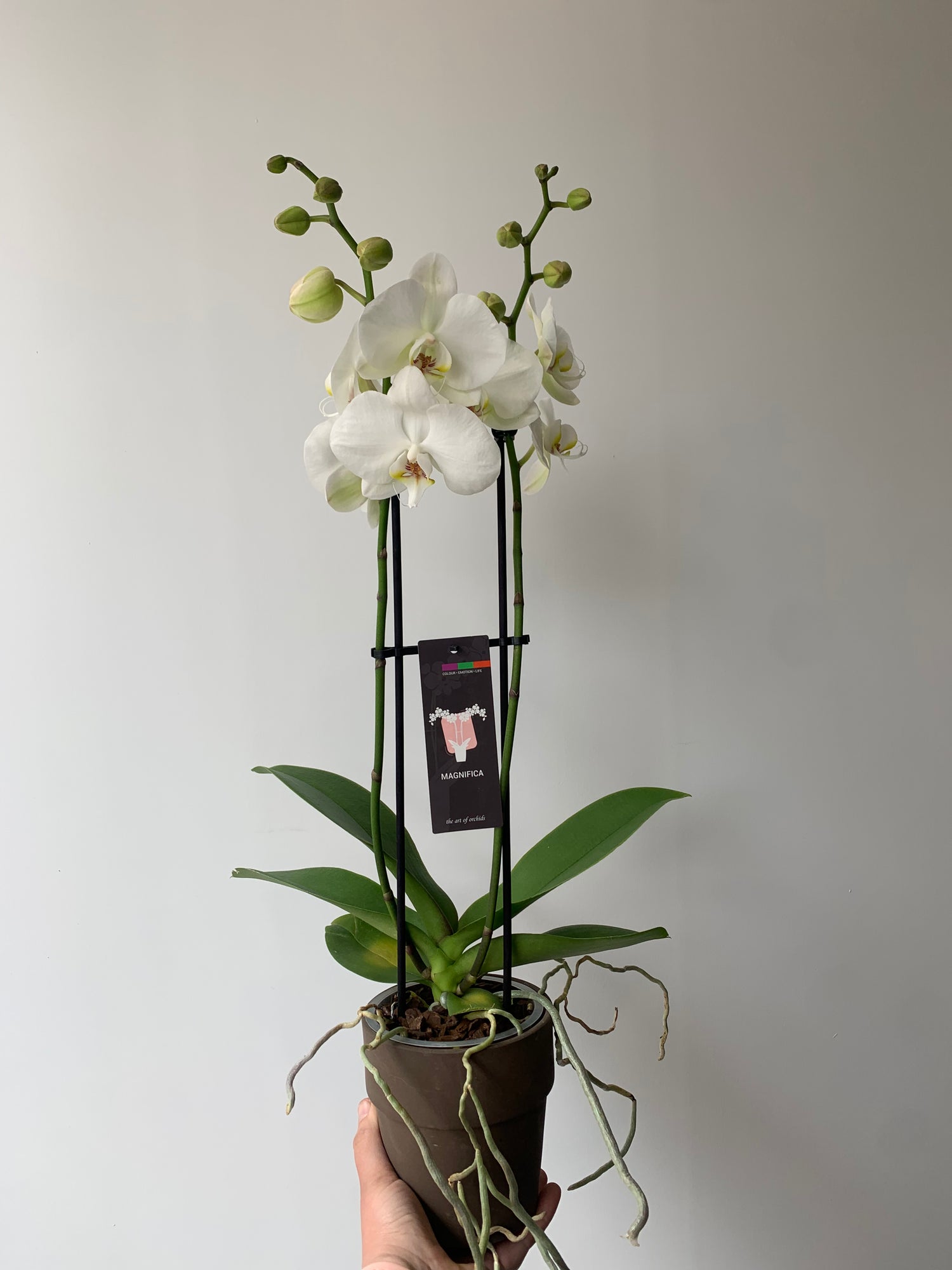 Plante - Orchidées