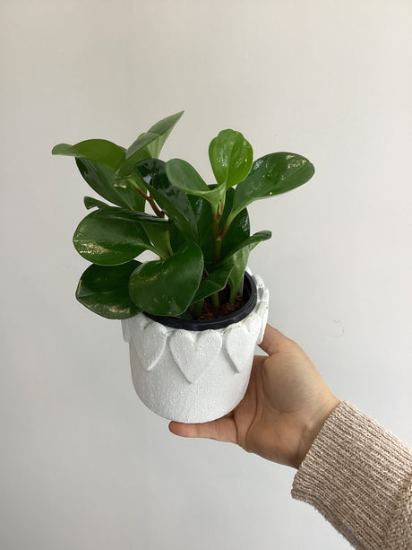 Plante dans cache pot