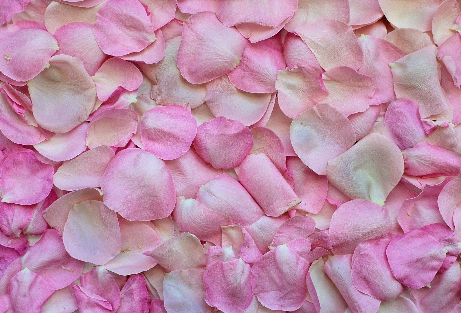 Boites - Pétales de roses