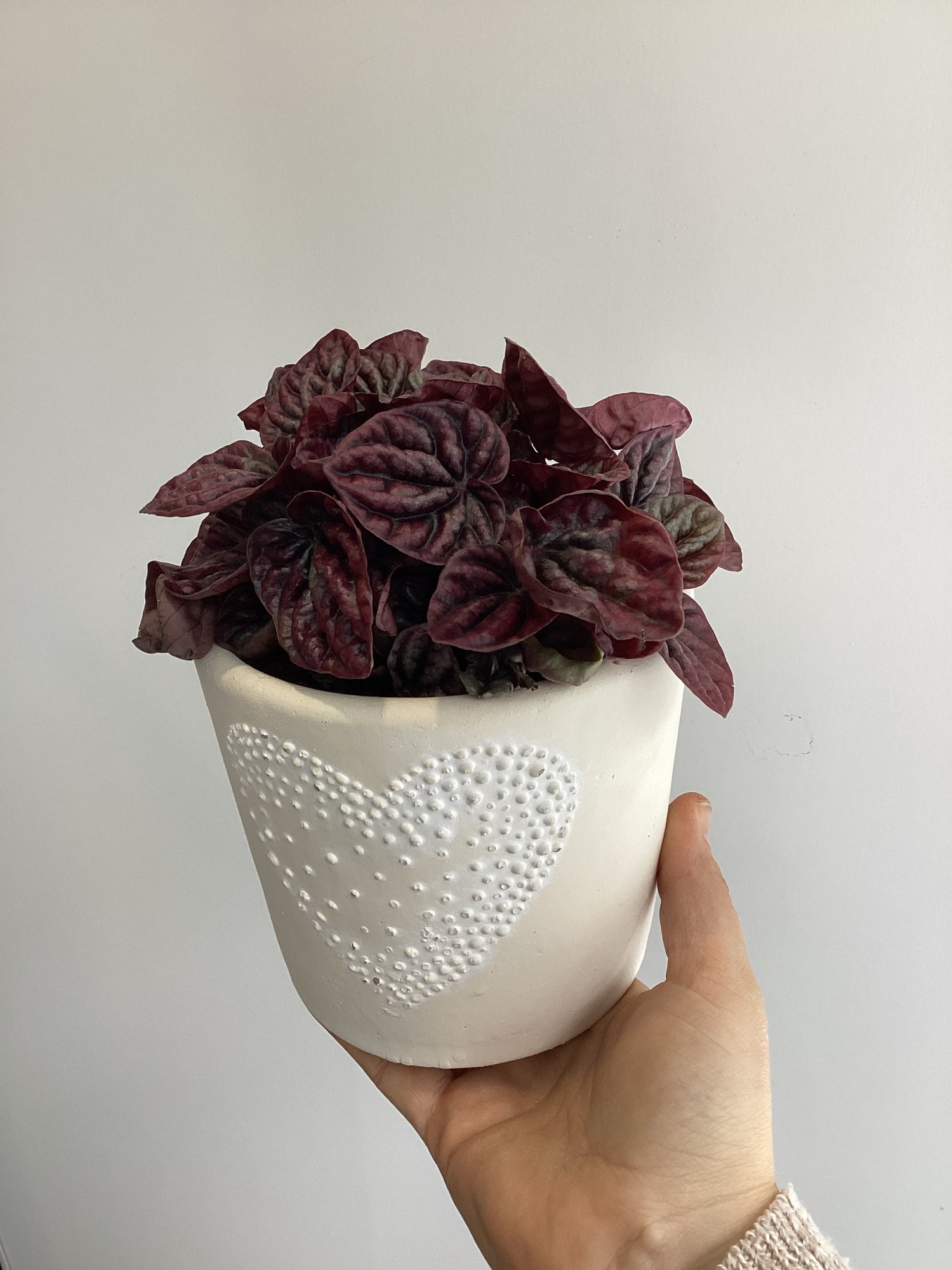 Plante dans cache pot