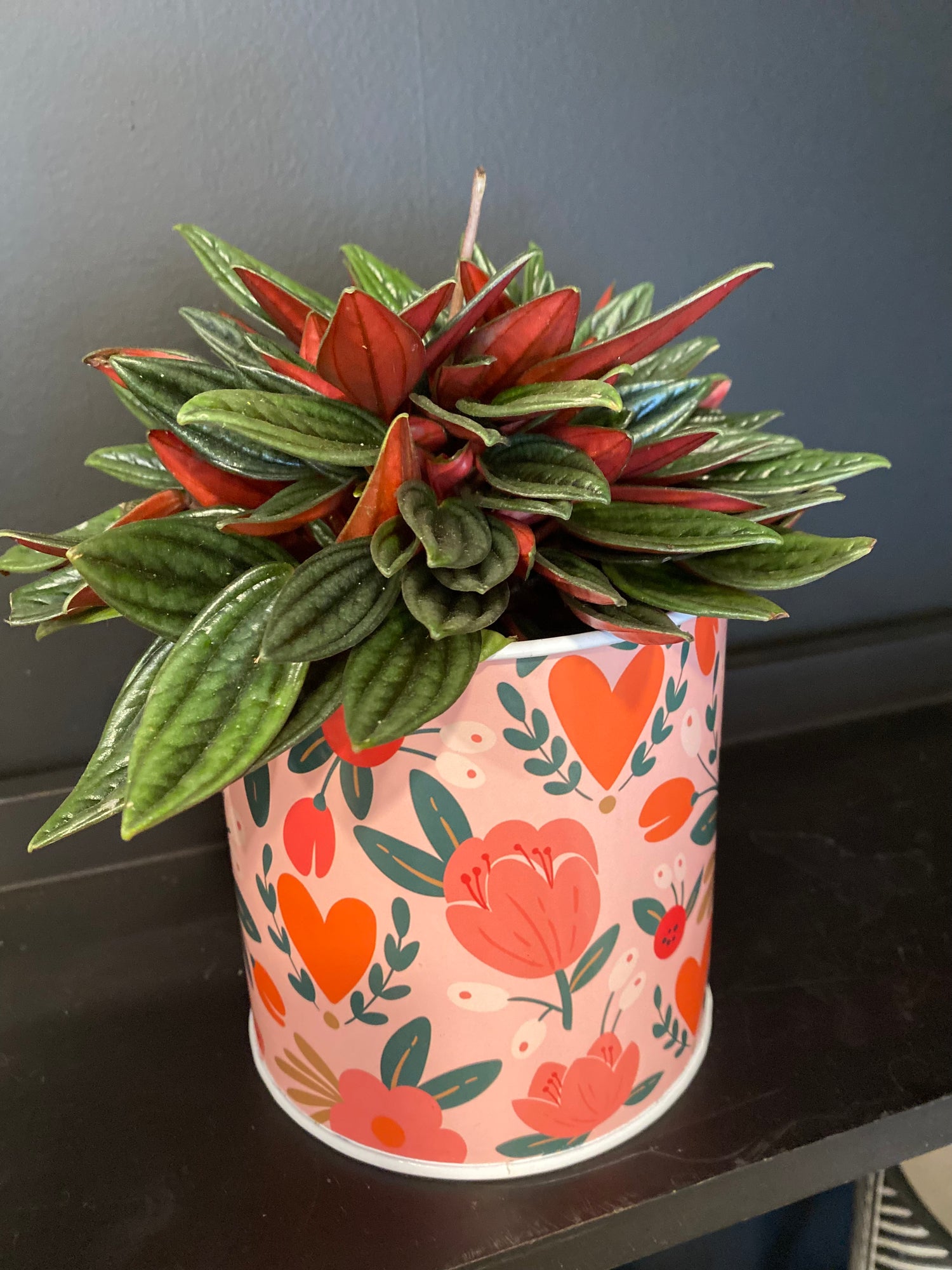 Plante dans cache pot