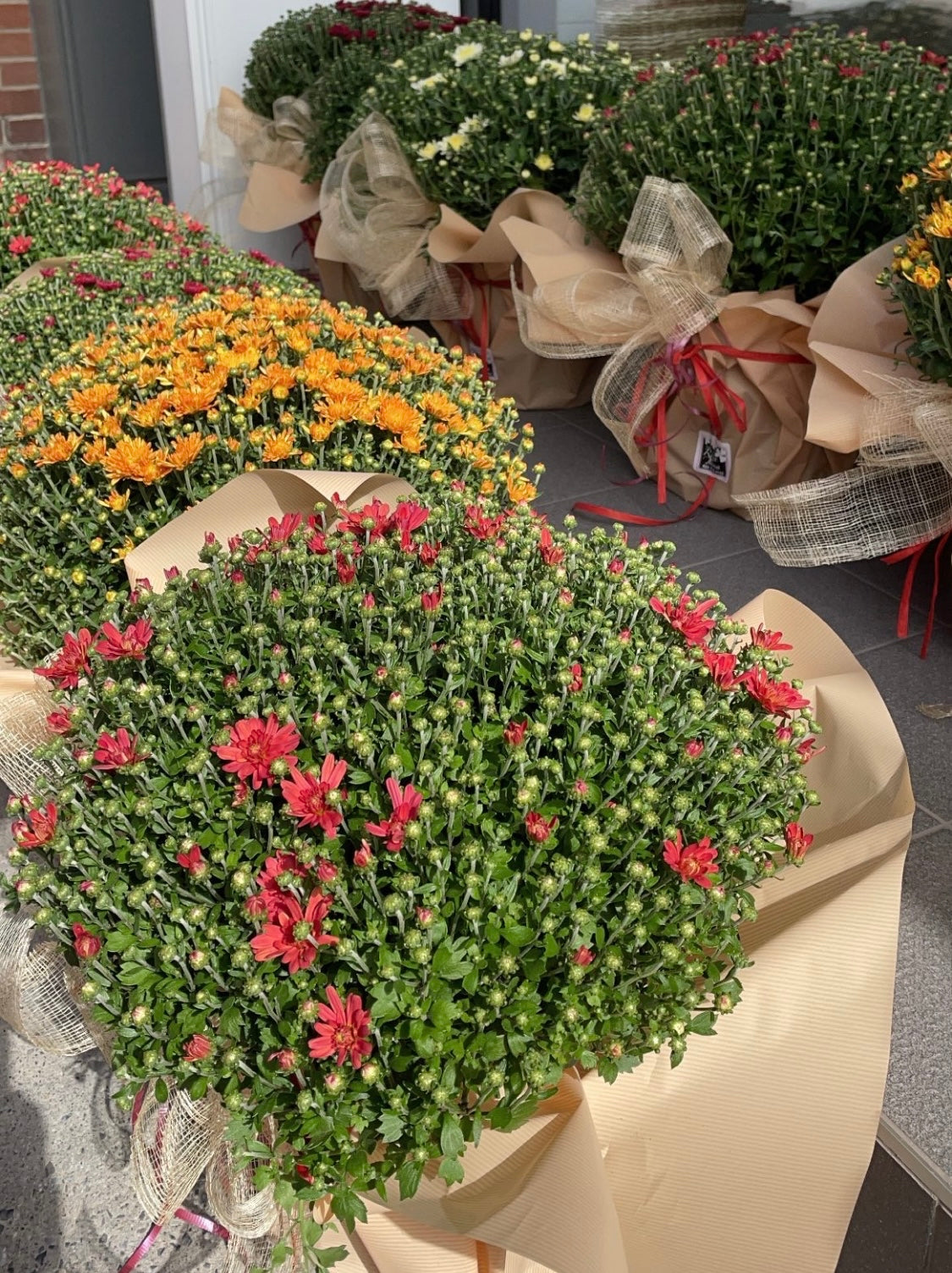Plante - Chrysanthème