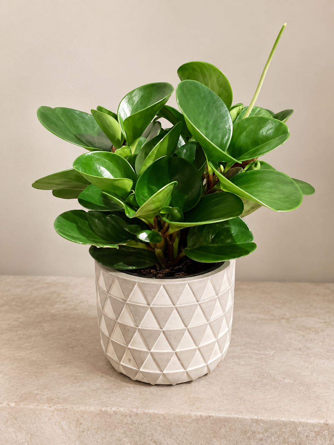 Plante verte mixte dans cache pot