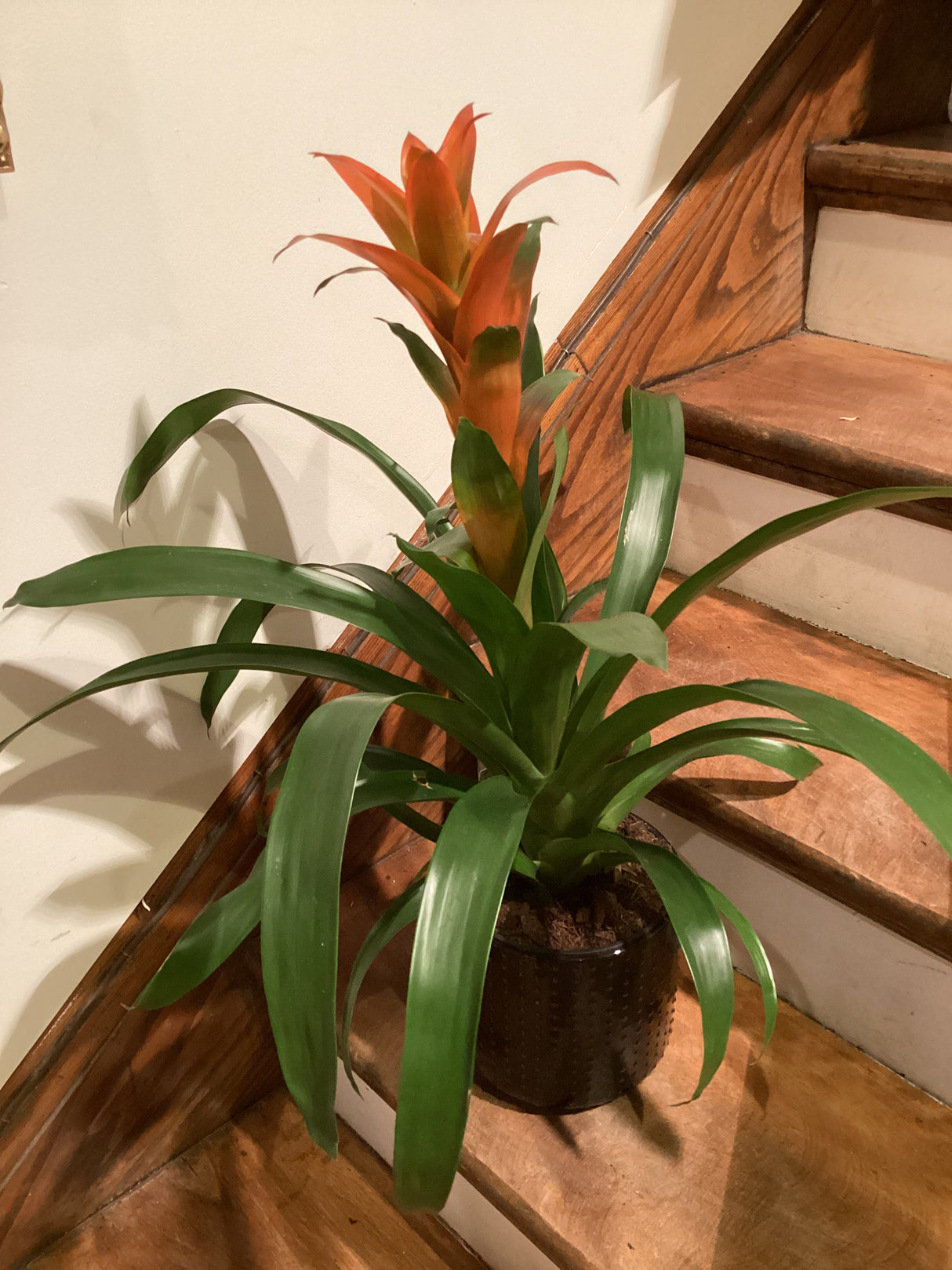 Bromélie Guzmania