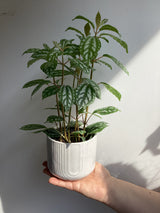 Plante et cache-pot