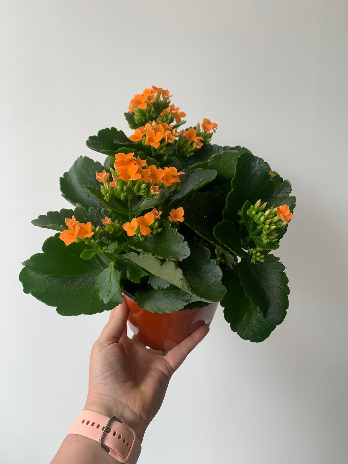 Plante - Kalanchoe