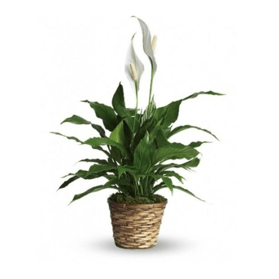 Plante- Lys de paix