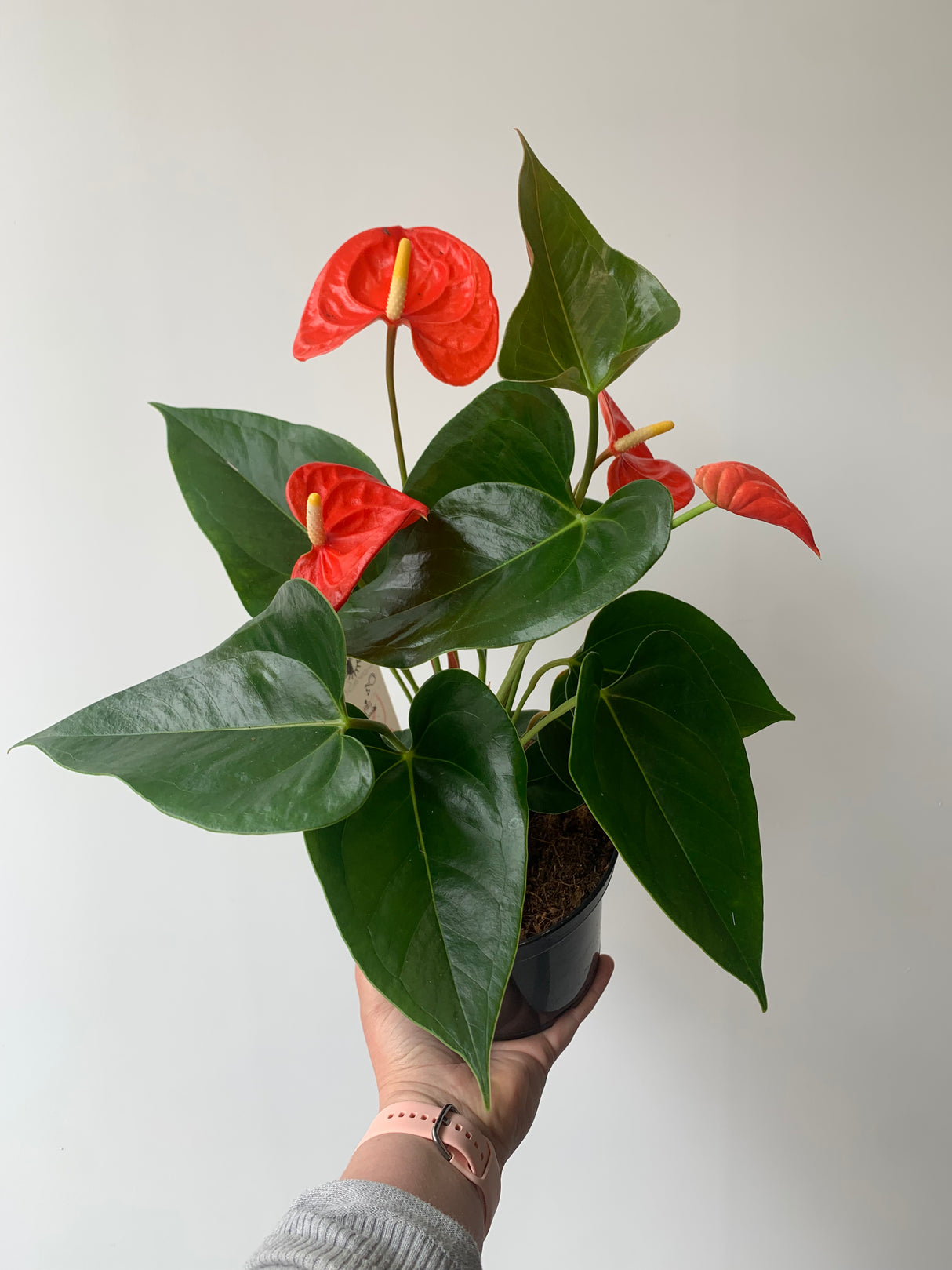 Plante - Anthurium