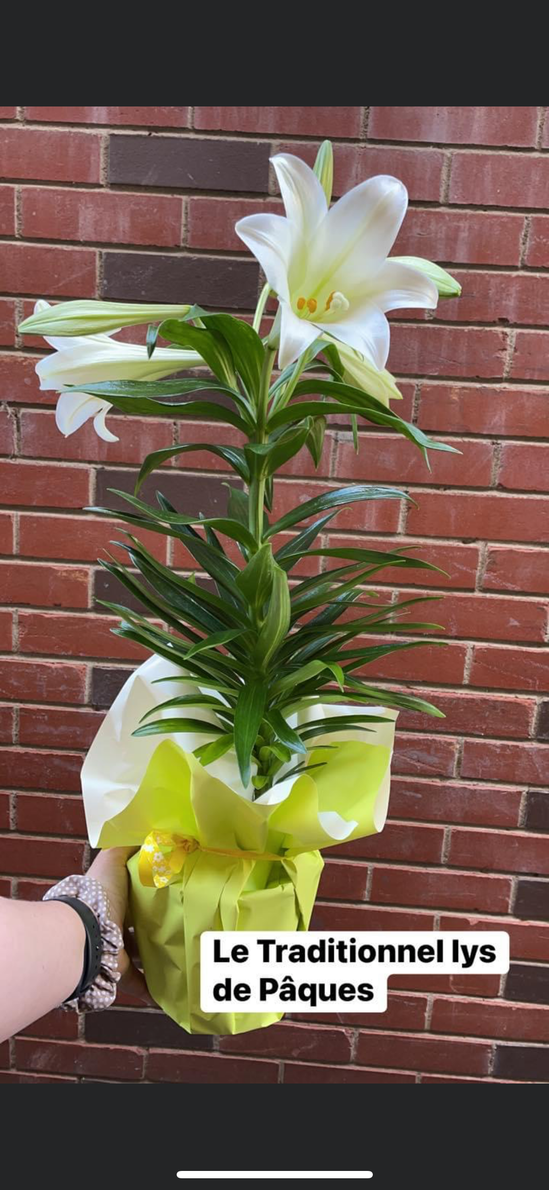 Plante - lys de Pâques