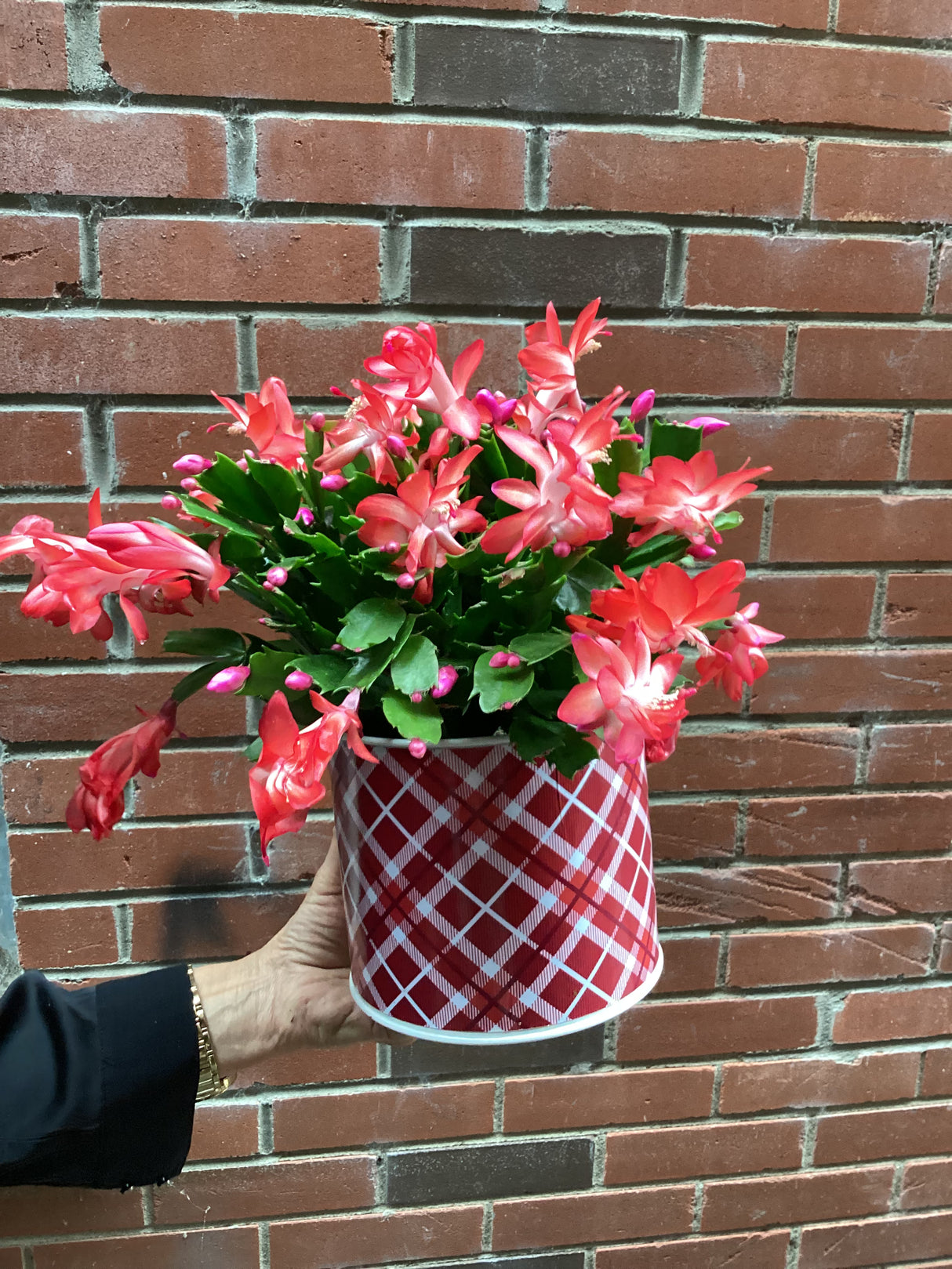 Plante cactus de noël