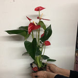 Plante - Anthurium