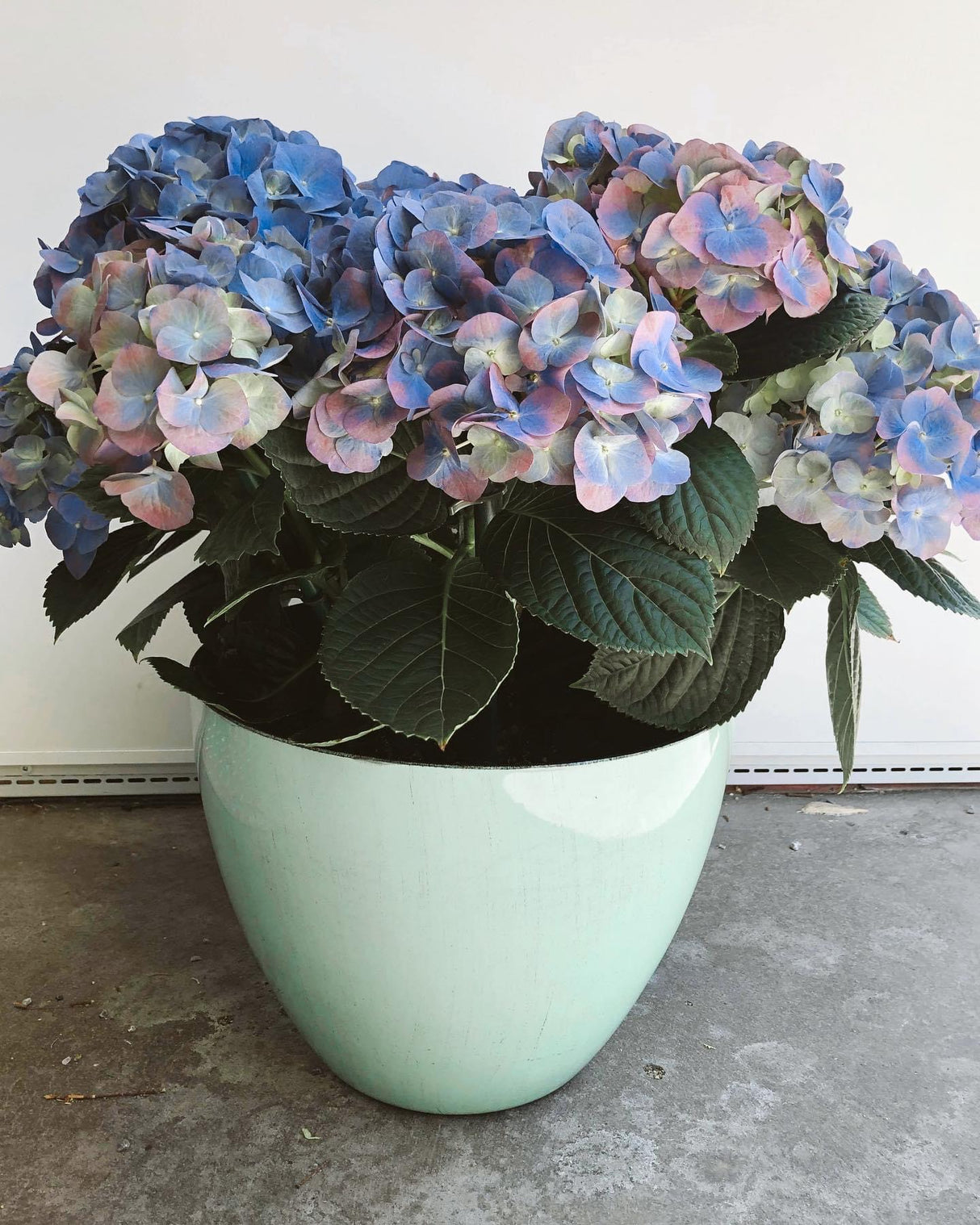 Plante - Hydrangé